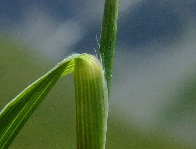 Molinia 25