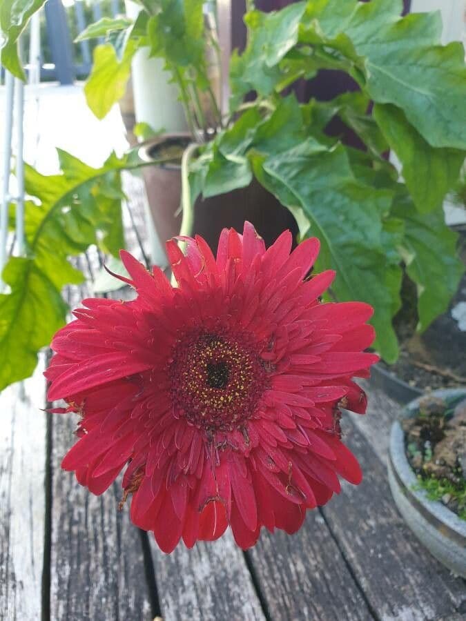 Gerbera Jamesonii 4