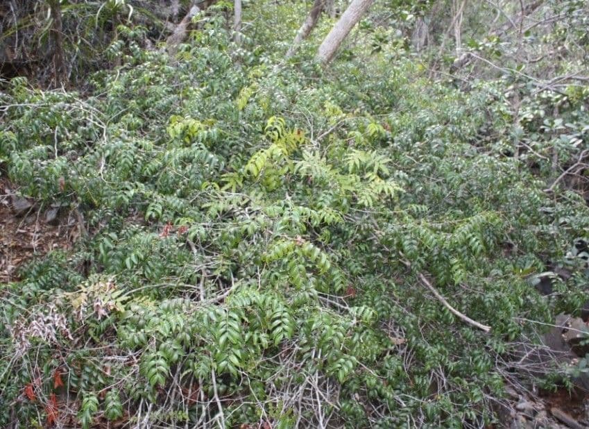Lepidocupania