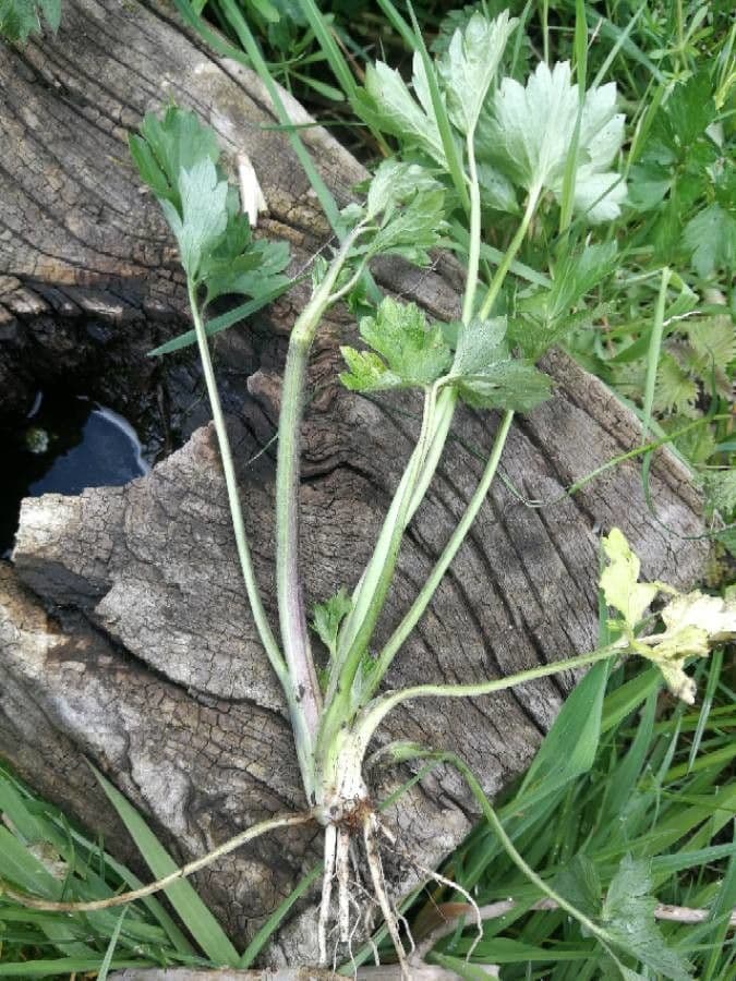 Ranuncolo macrophyllus 20