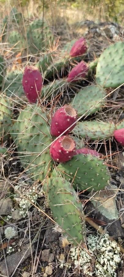 Nopal de espinas marrones 2