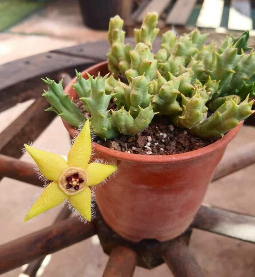 Semota-Orbea 5