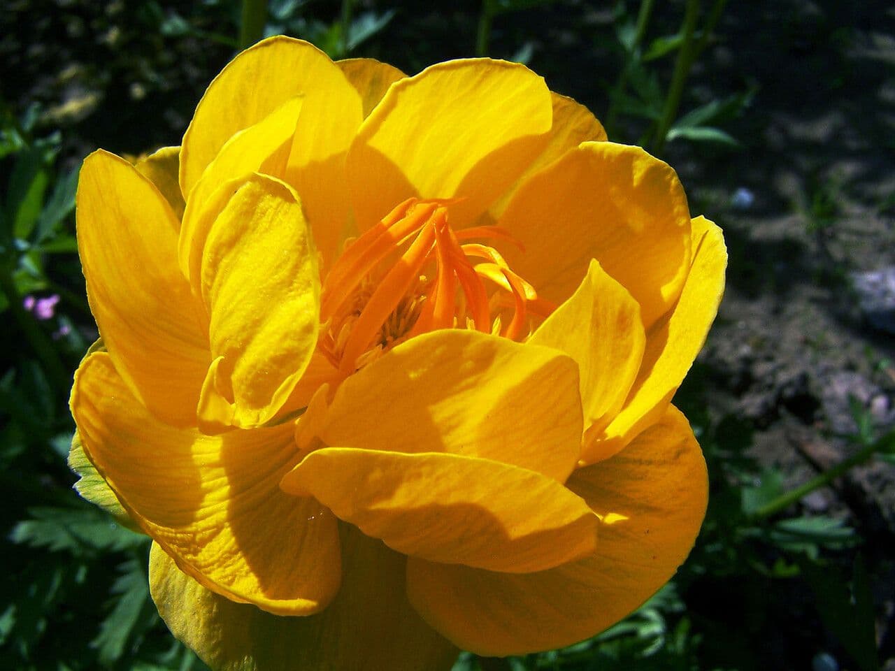 Globeflora asiática 5