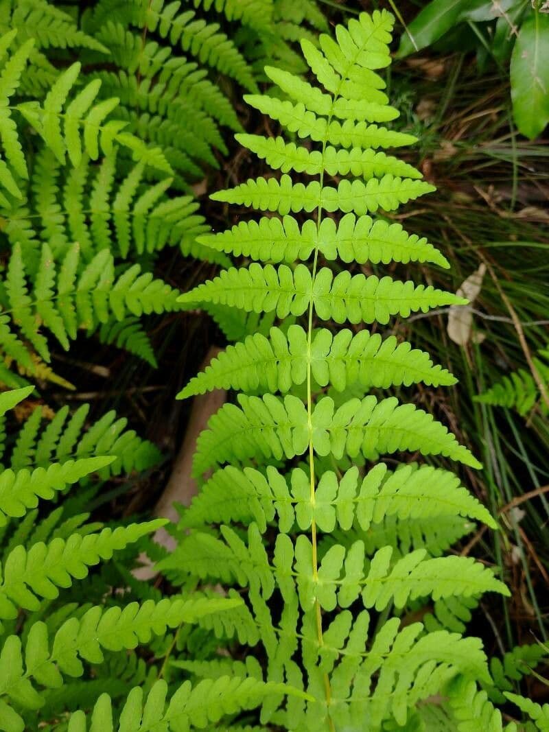 Fledermausfarn 6