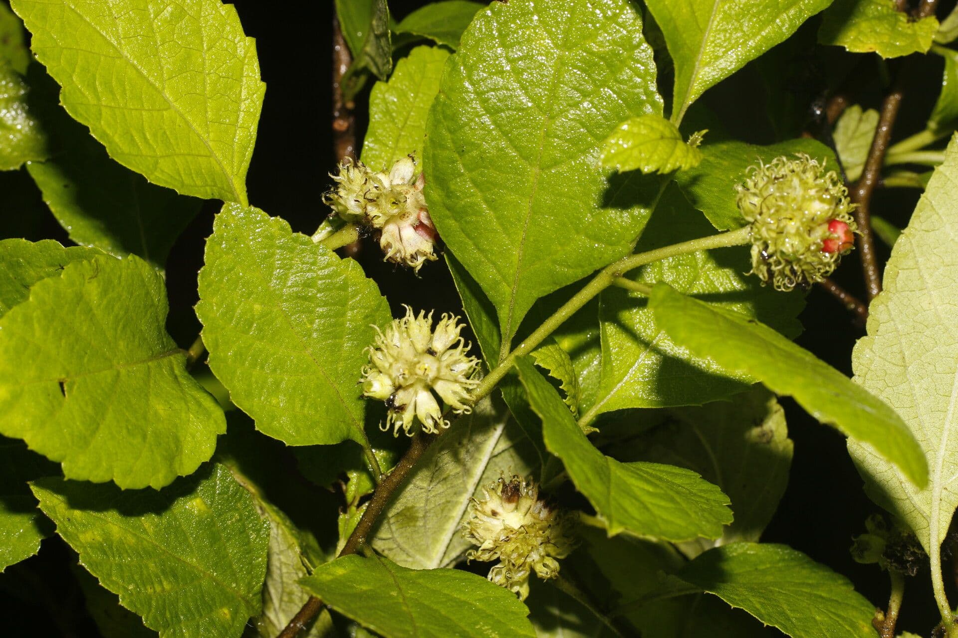 Varronia bullata