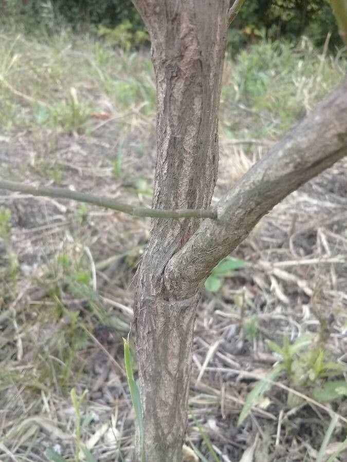 Ginestra irta 16