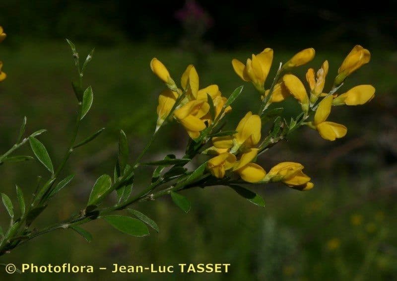 Ginestra 29