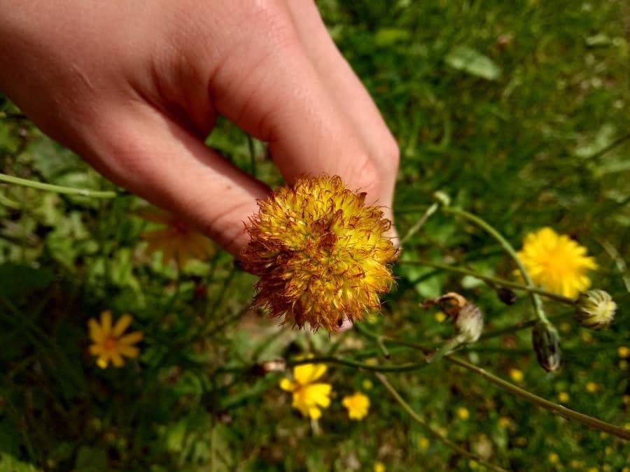 Gaillardia 2