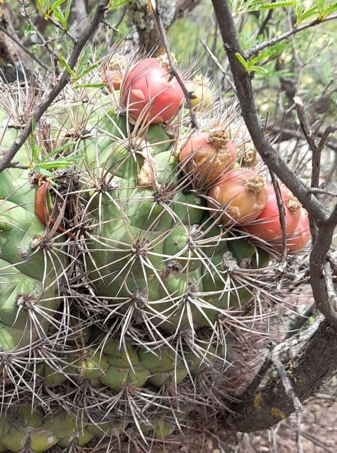 Cactus 3