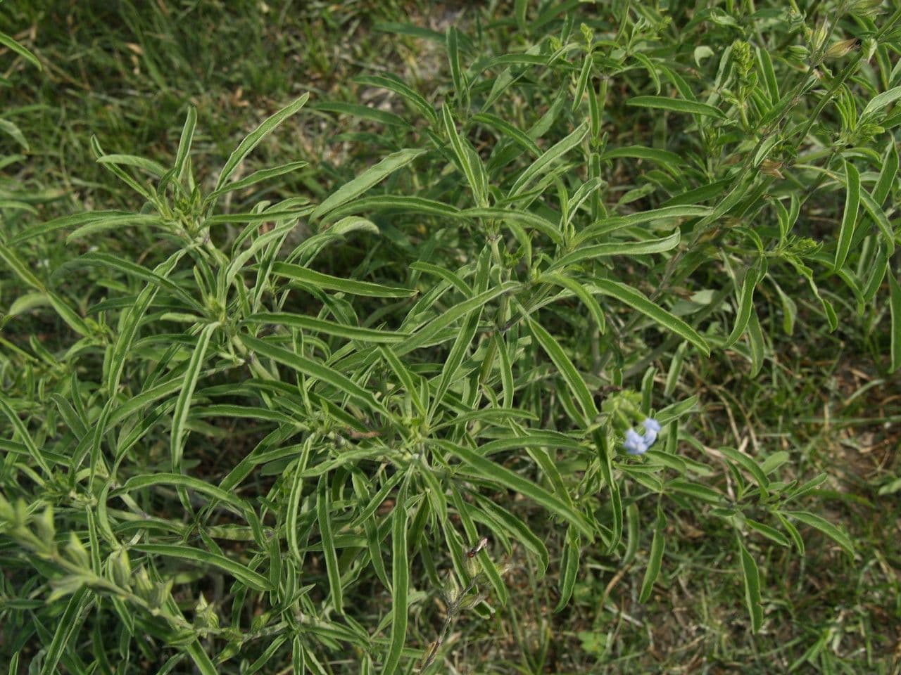 Salvia reflessa 8