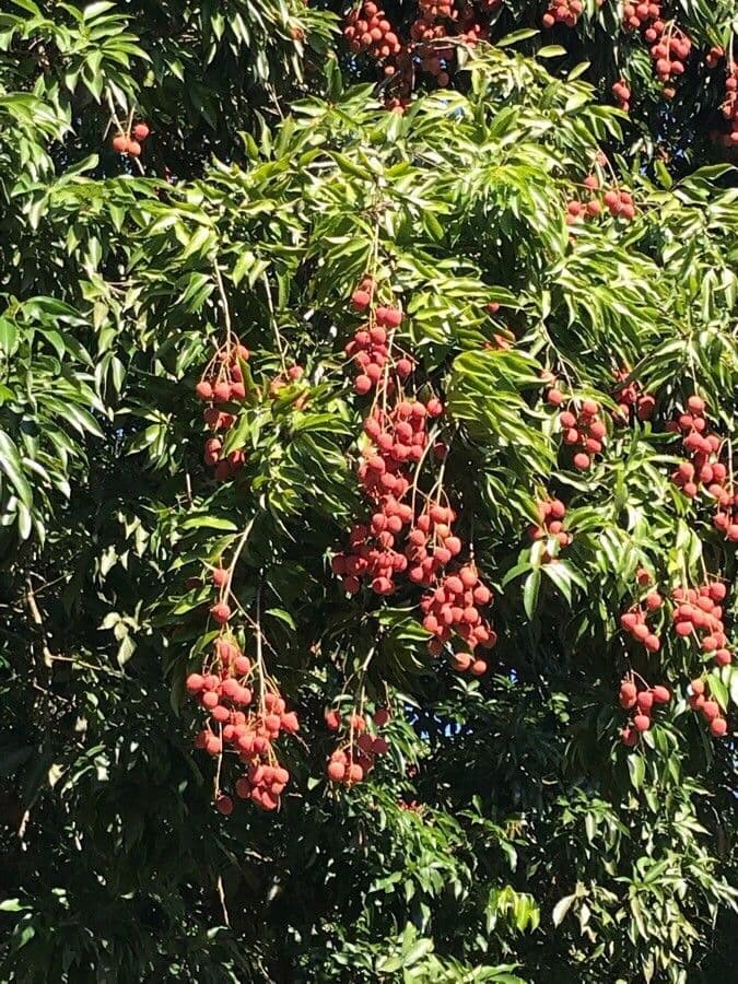 Litchi