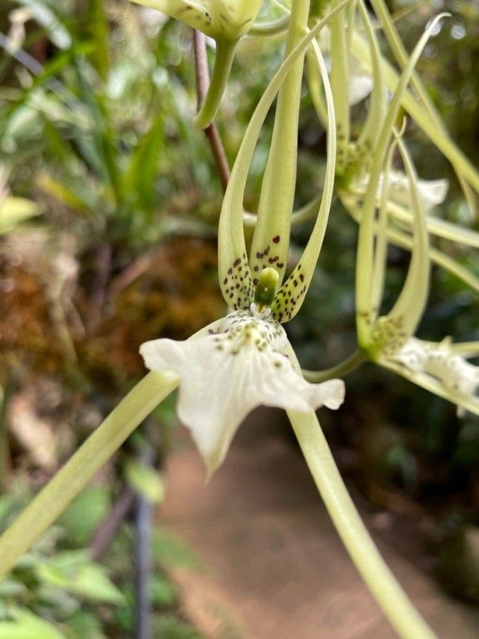 Brassia 5