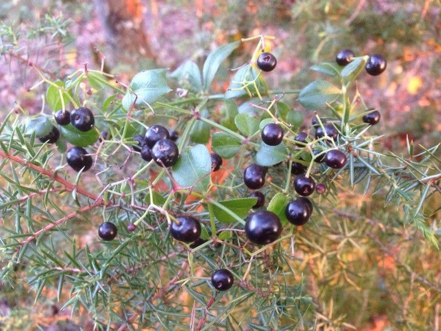Wild madder 5