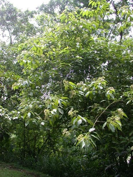 Callicarpa 12