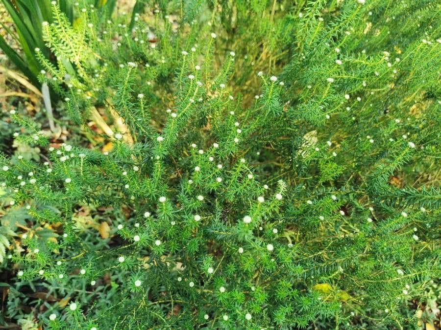 Phylica ericoides 8