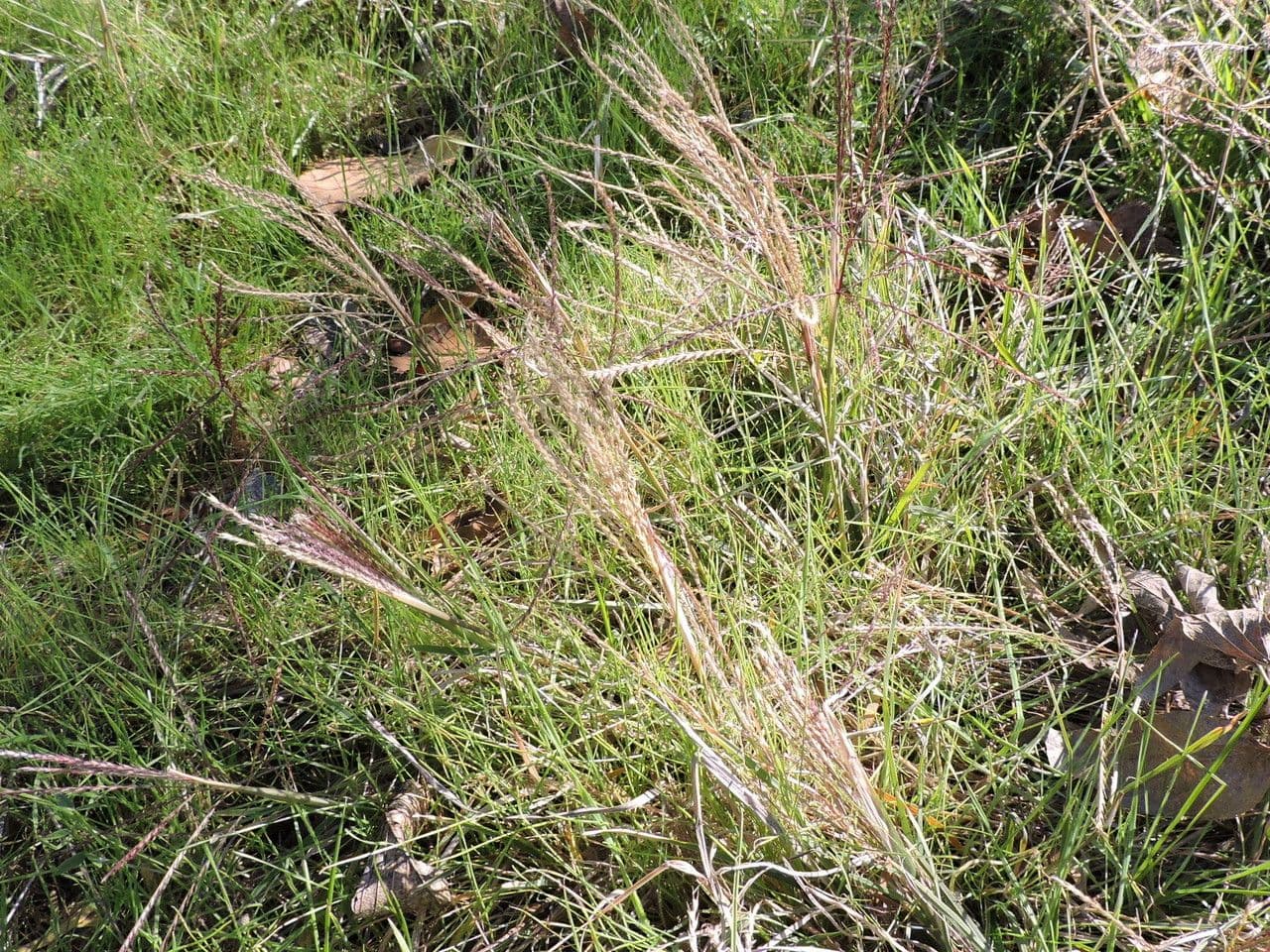 Chloris verticillée 8