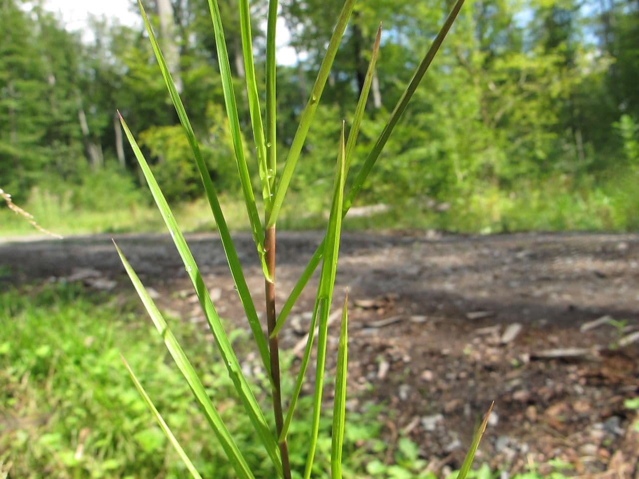 Glyceria striata 14