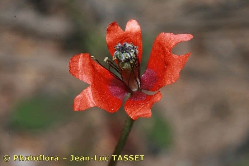 Mittelmeer-Mohn 3