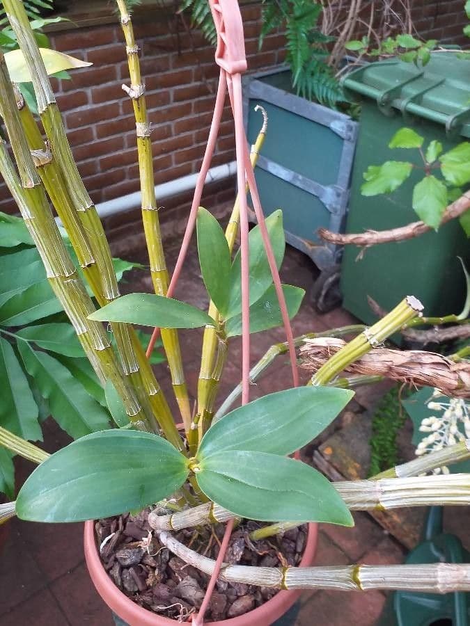 Dendrobium 7