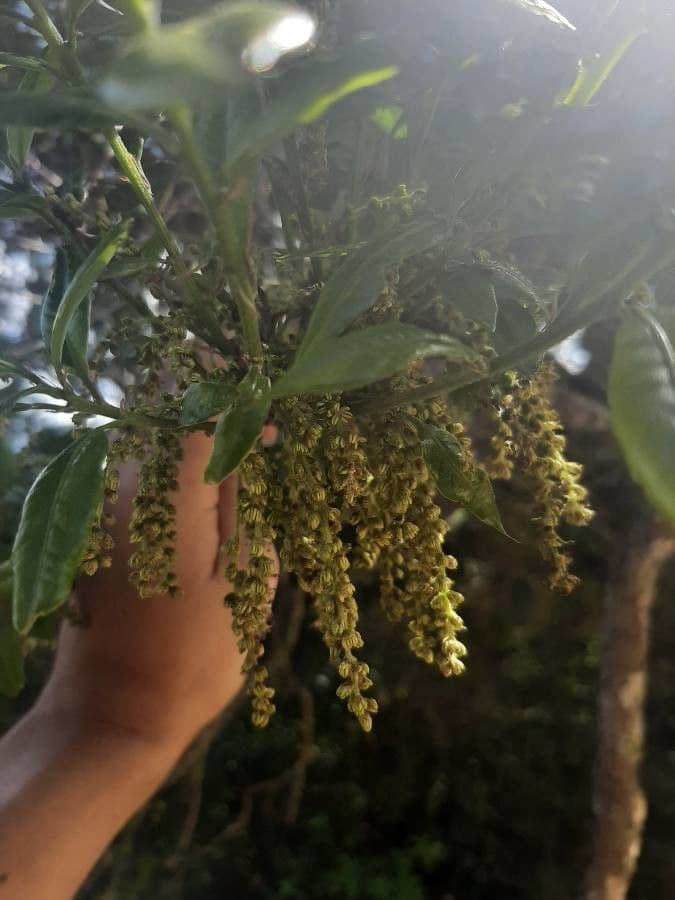 Quercia 7