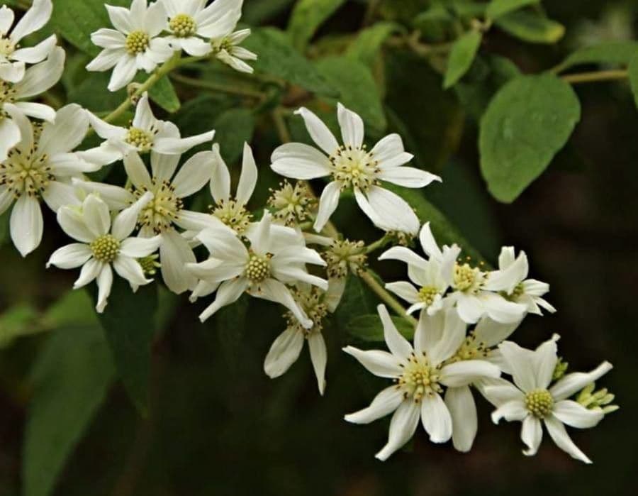 Clematis recta 8