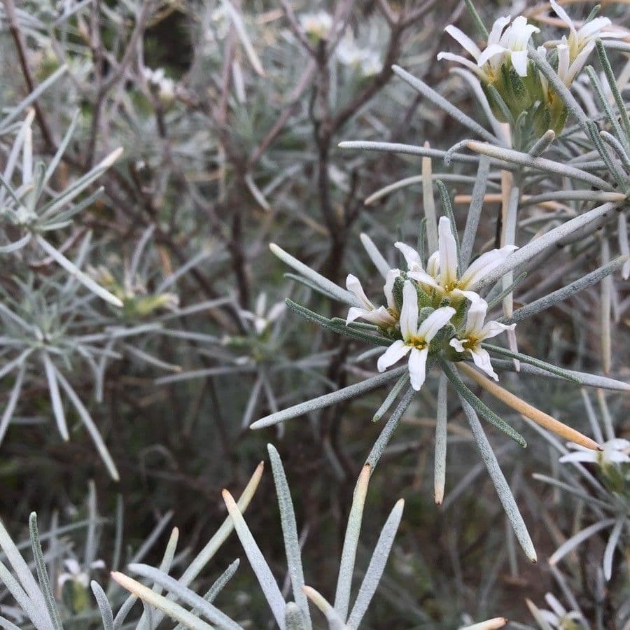 Parolinia