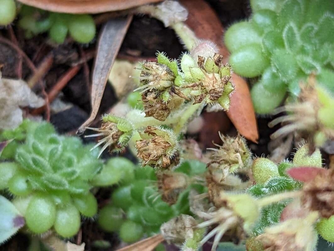 Sedum 2