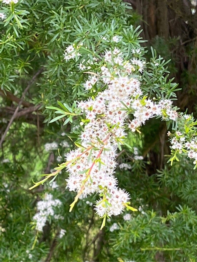 Kunzea ambigua 3