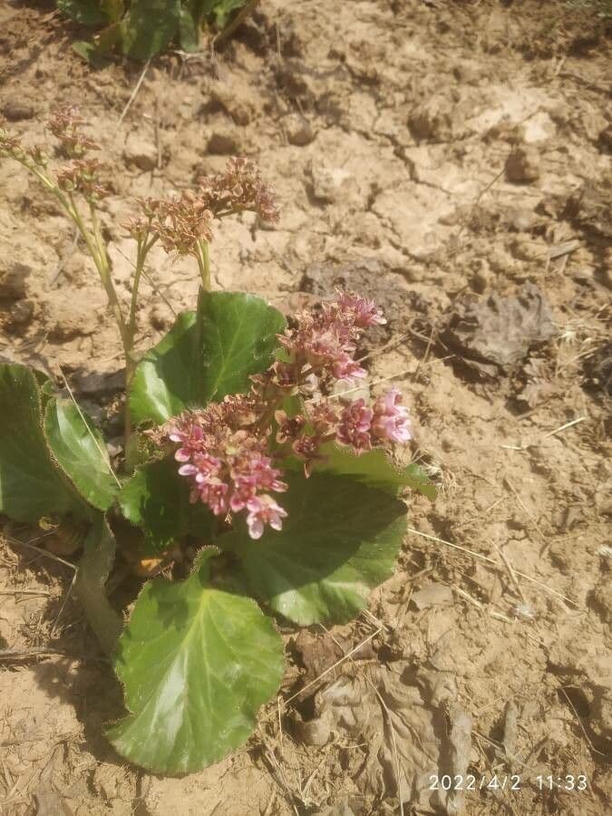 Bergenia 2