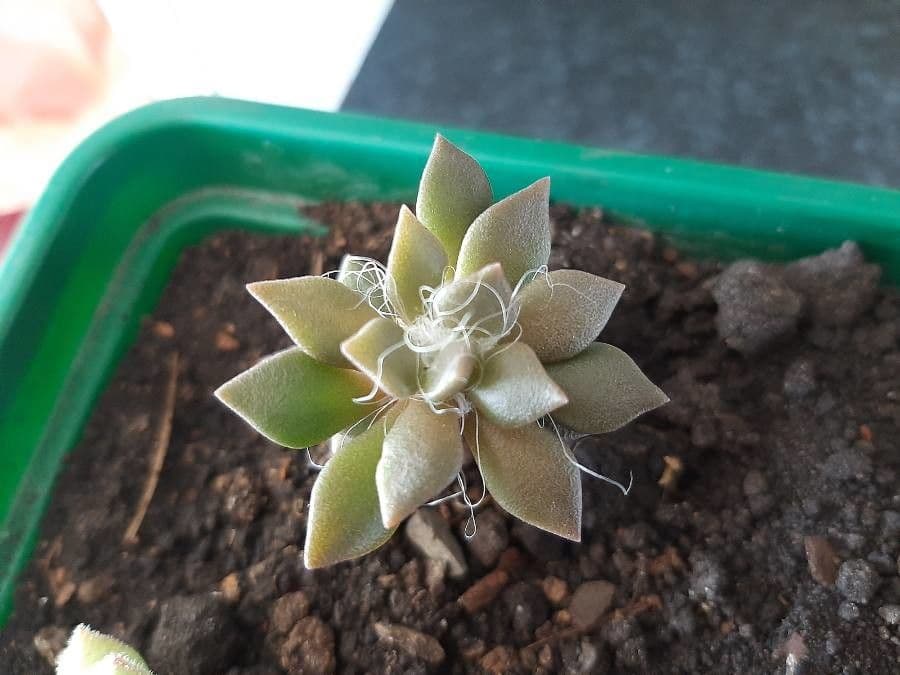 Anacampseros 5