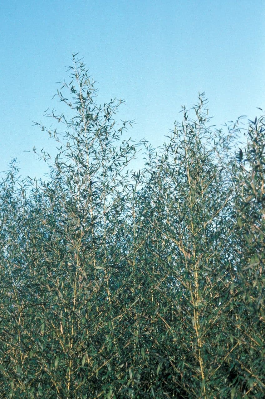 Bambù 4