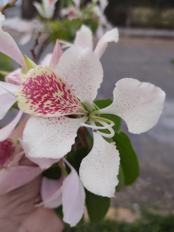 Einblättrige Purpurblume 7
