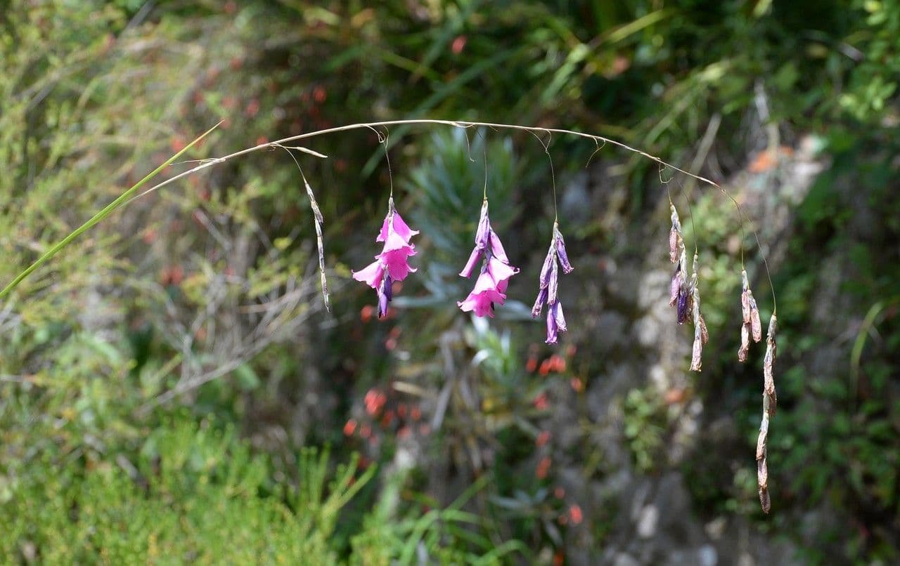 Dierama 7