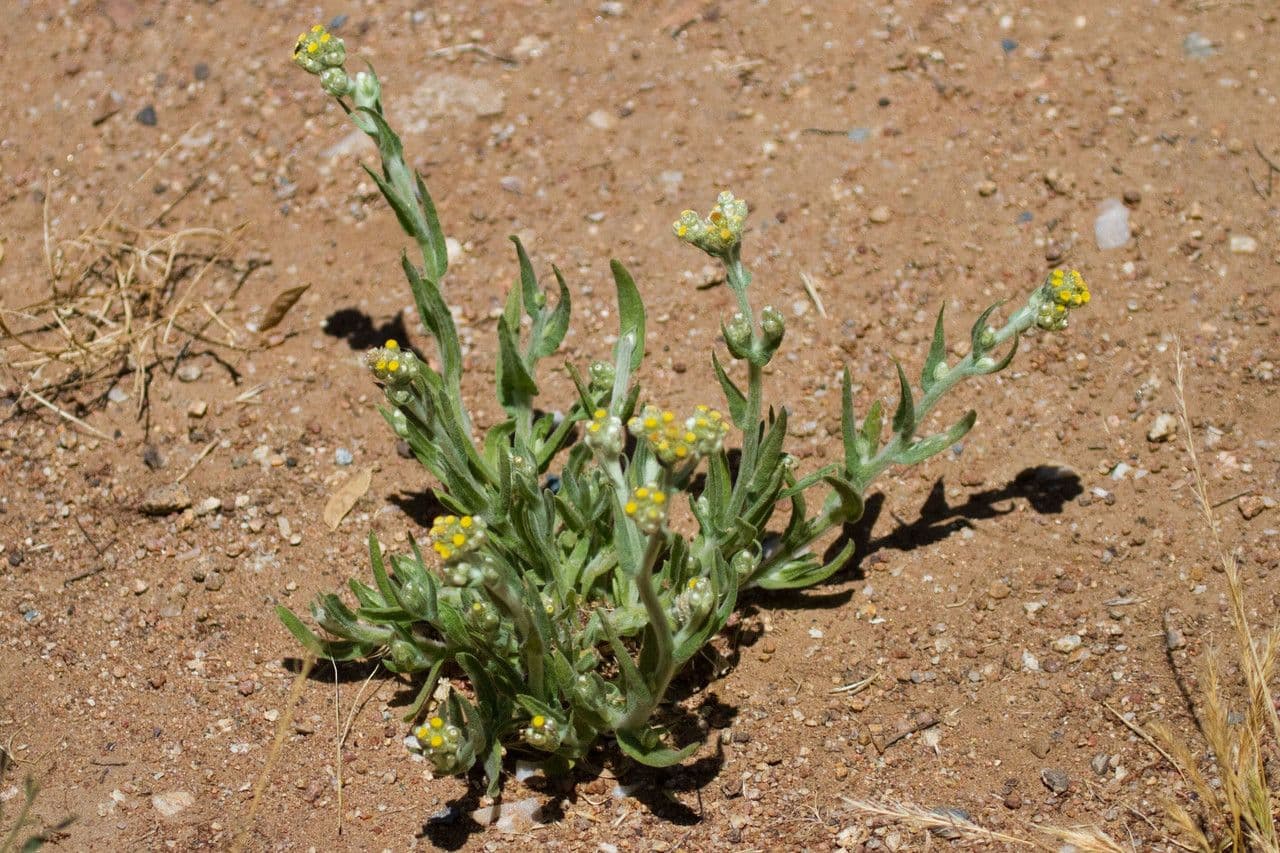 Pseudognaphalium stramineum 10