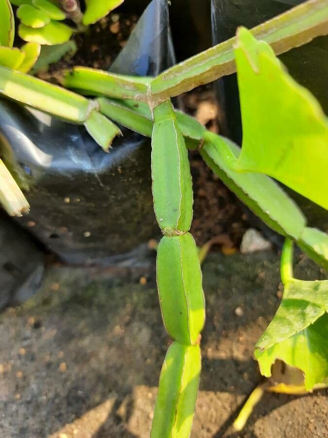 Cissus 24