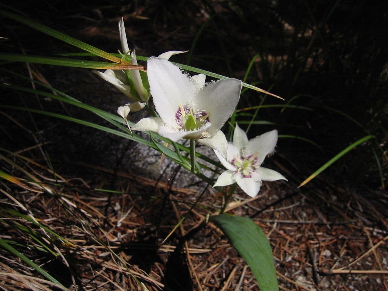 Calochortus 3