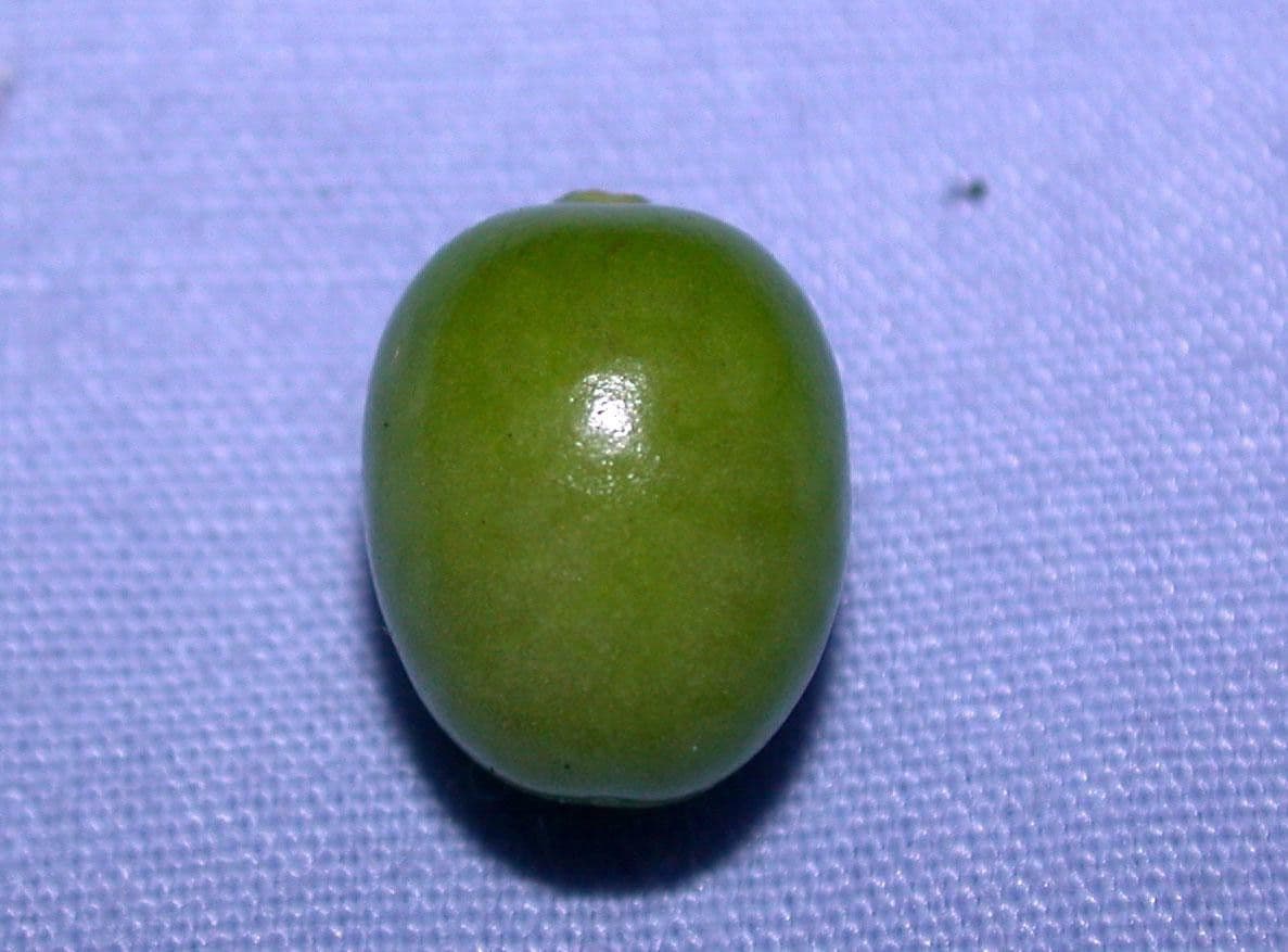 Physalis pubescent 27