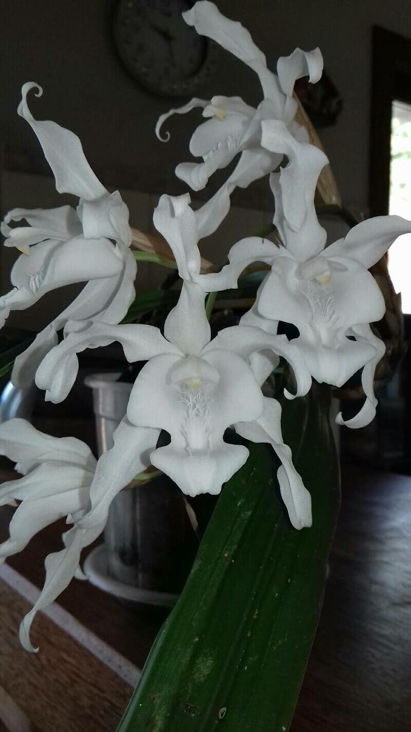 Coelogyne 4
