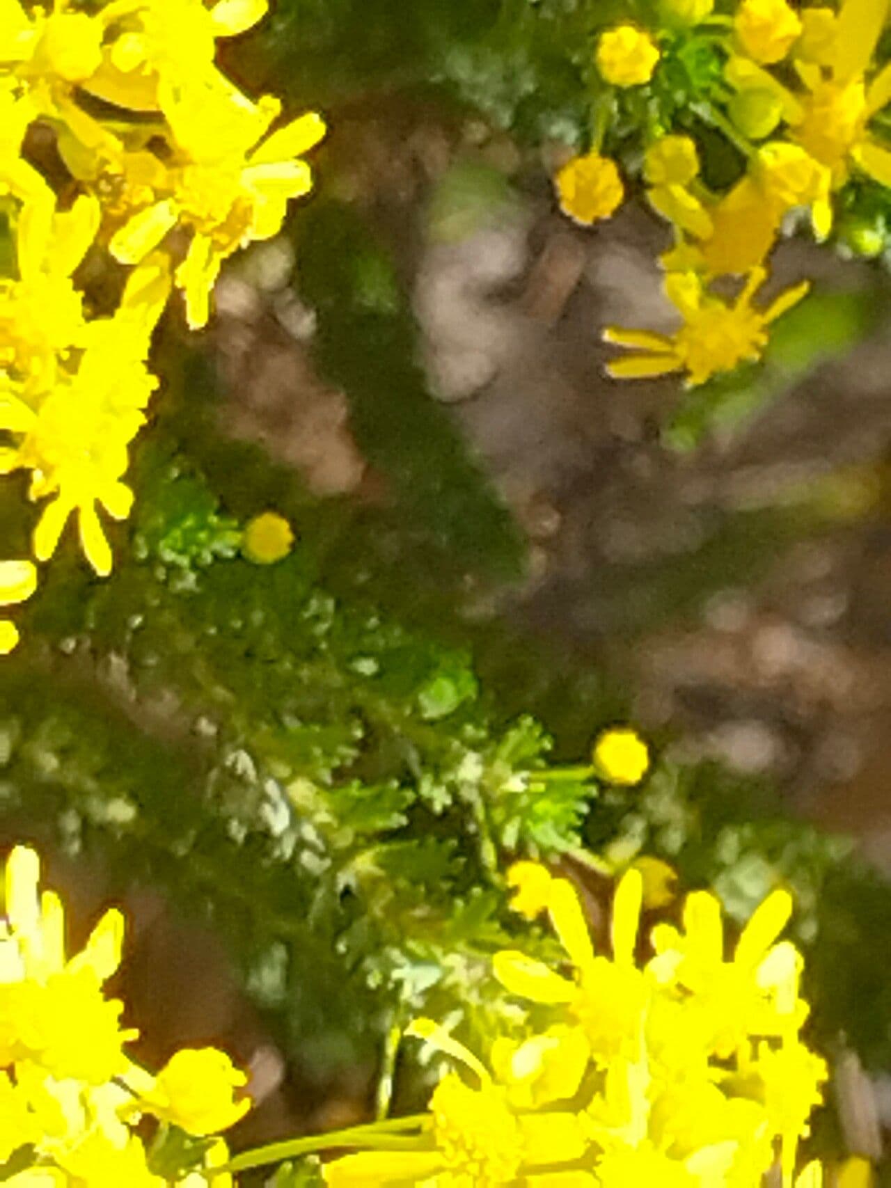 Euryops 7