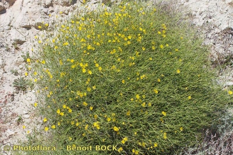 Lattuga lanosa 6
