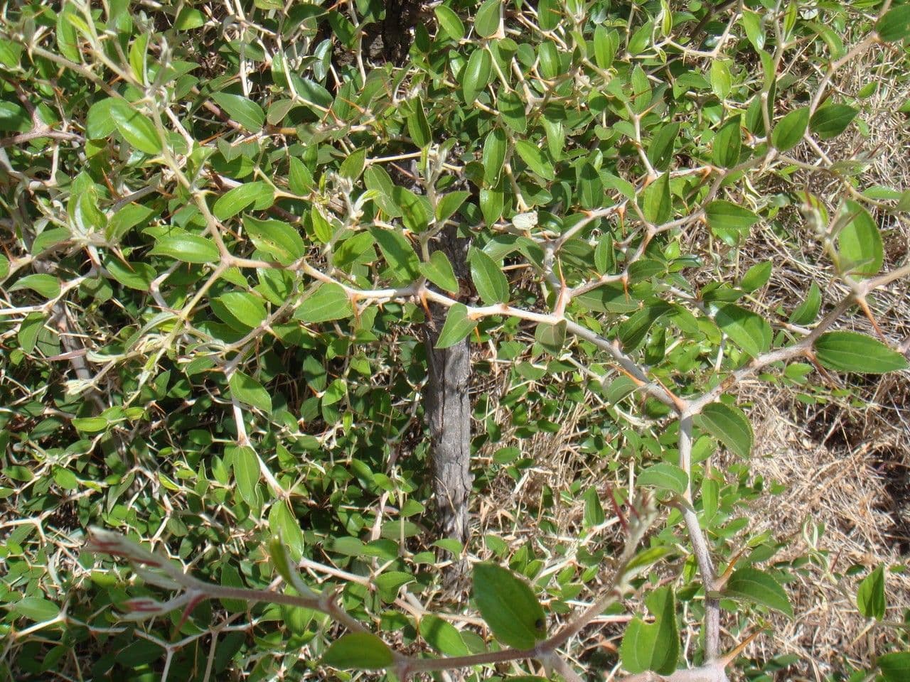 Giuggiolo spinoso 28