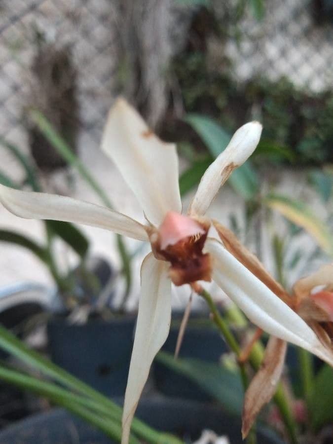 Coelogyne