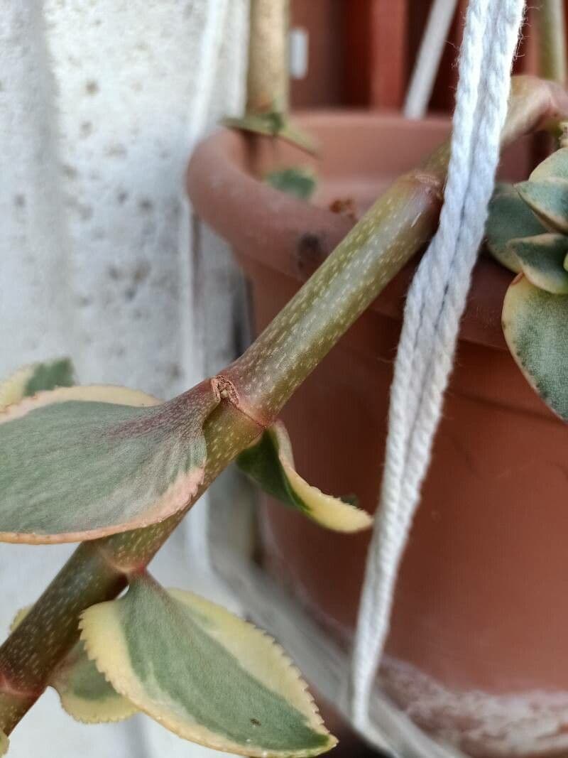 Crassula 17