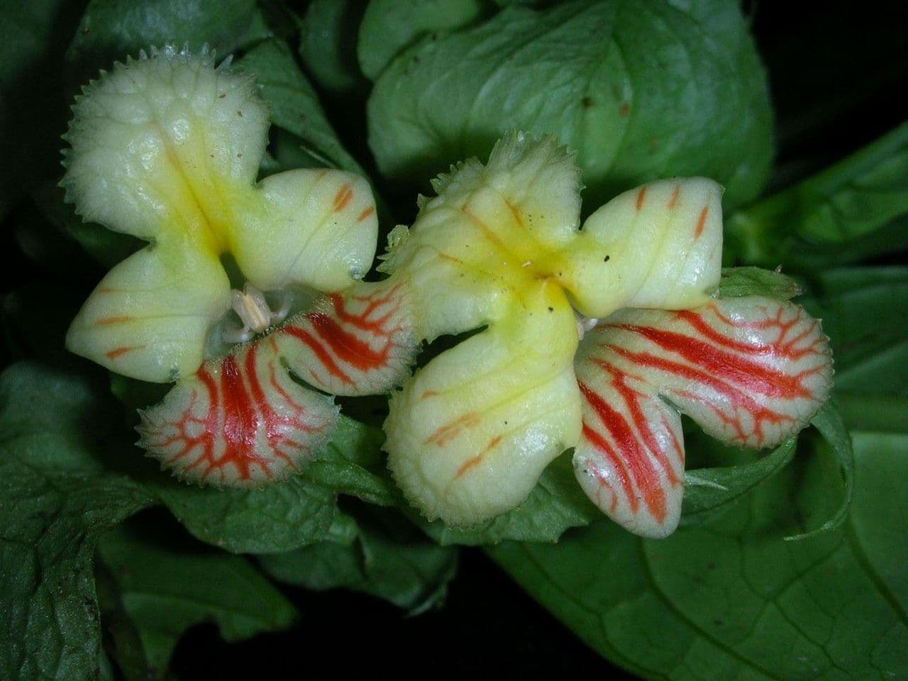 Drymonia 6