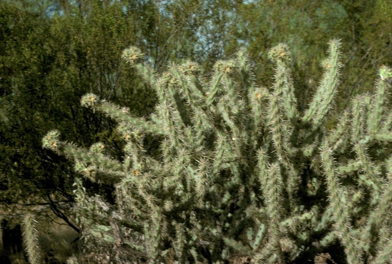 Cholla rogata 8