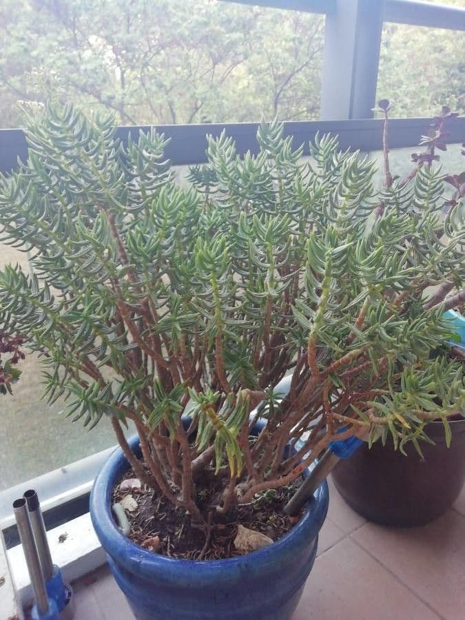 Crassula tetragona