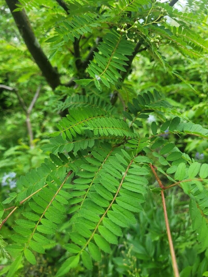 Koehnes Eberesche 10