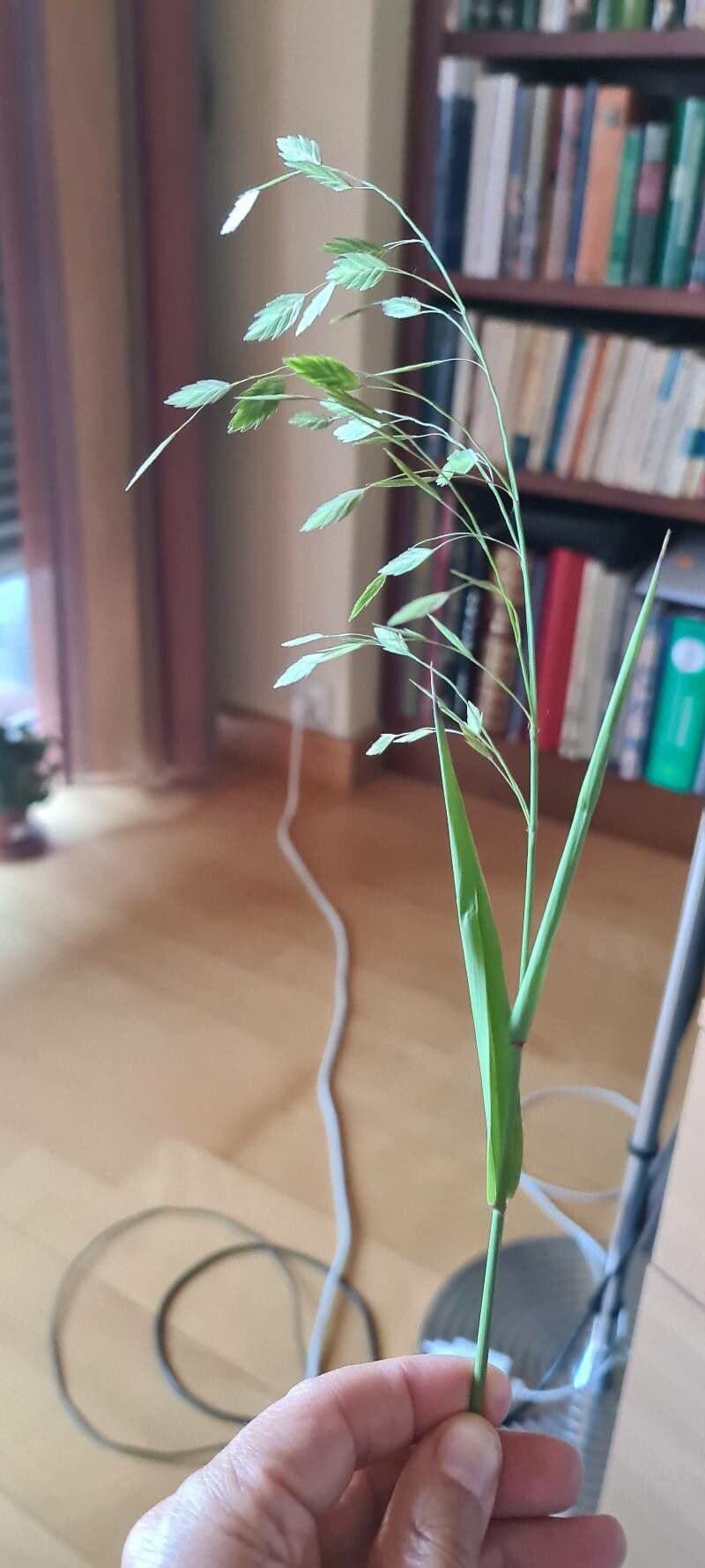 Chasmanthium latifolium 10