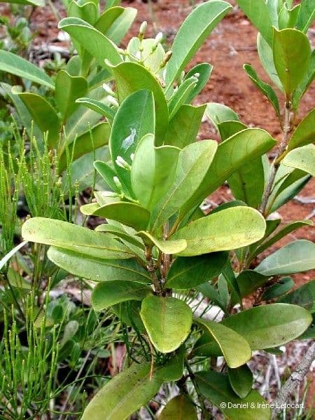 Coelospermum 10