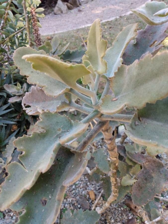 Donkey's ear 15